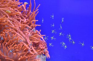 Welche Pflanzen wachsen im Meer?