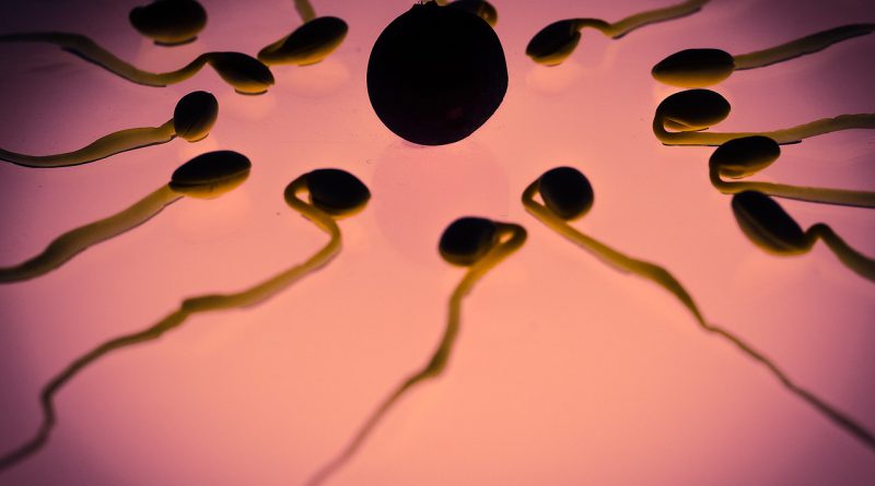 Spermien Qualität verbessern