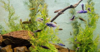 Aquarium