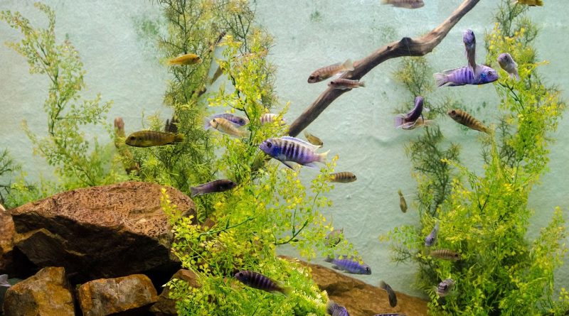 Aquarium