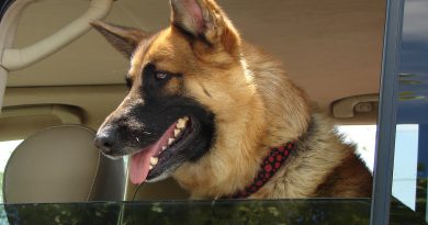Hunde Autositz