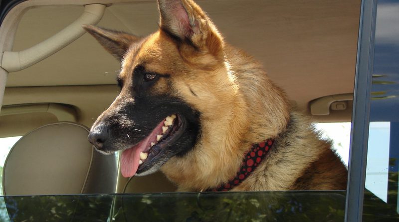 Hunde Autositz