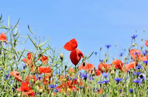 Blumenwiese