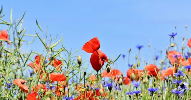 Blumenwiese