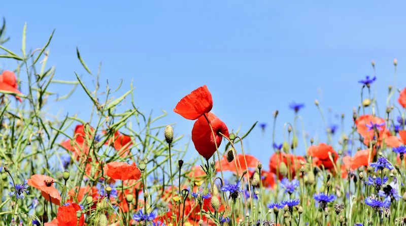 Blumenwiese