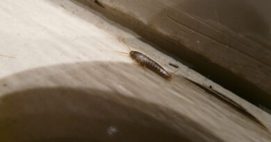 Silberfischchen