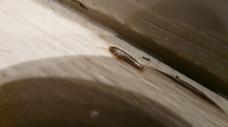 Silberfischchen
