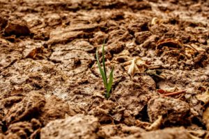 Hitzewelle im Anmarsch? So bleiben Garten, Rasen & Balkon grün!
